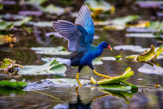 The Gallinule Gallop image 0