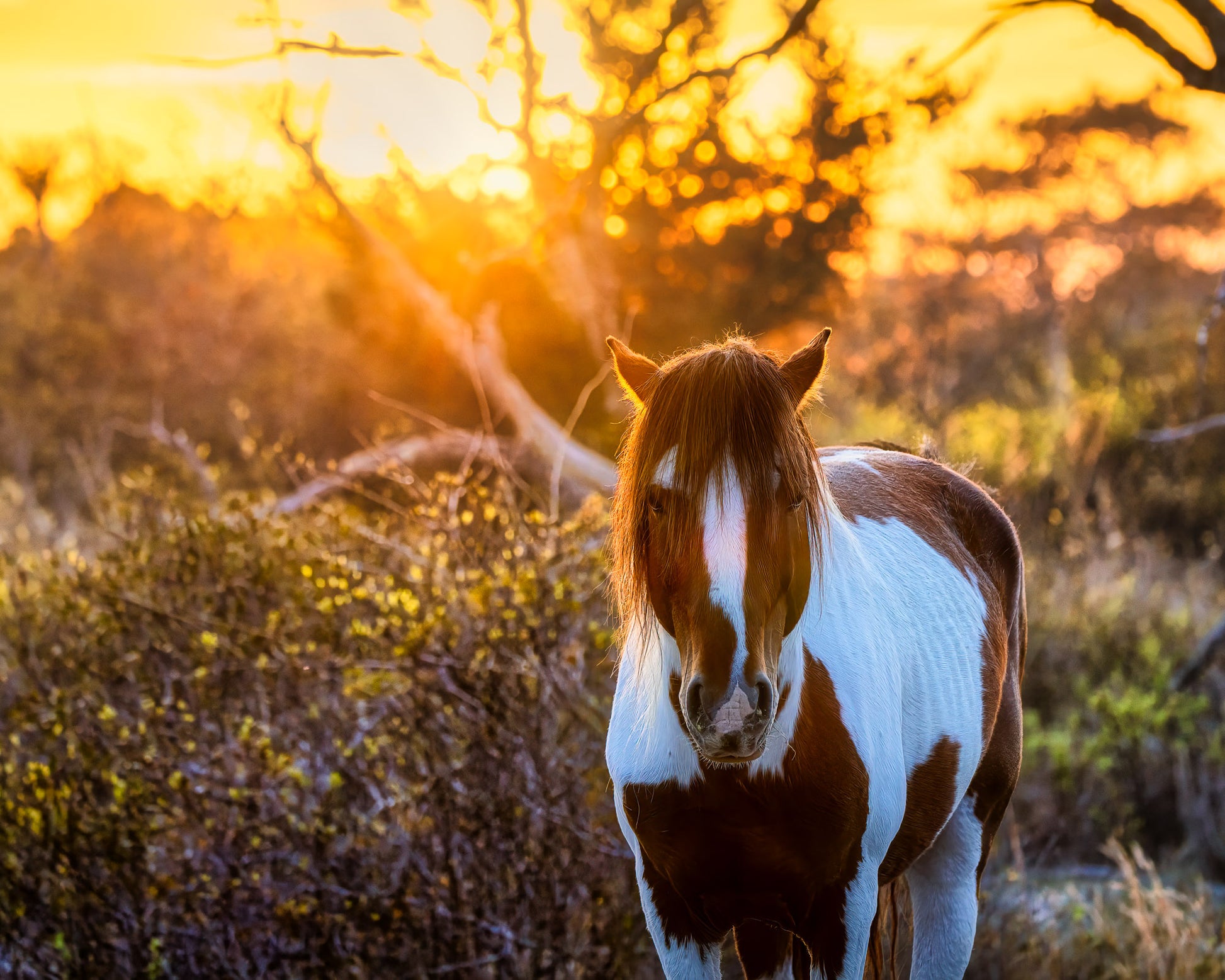 Sunset Stallion image 0