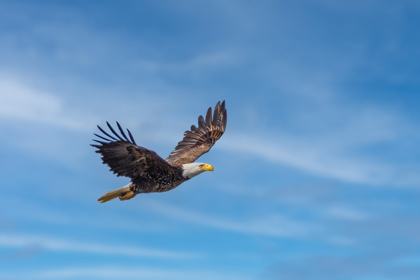 Bald Eagle in Flight I image 0