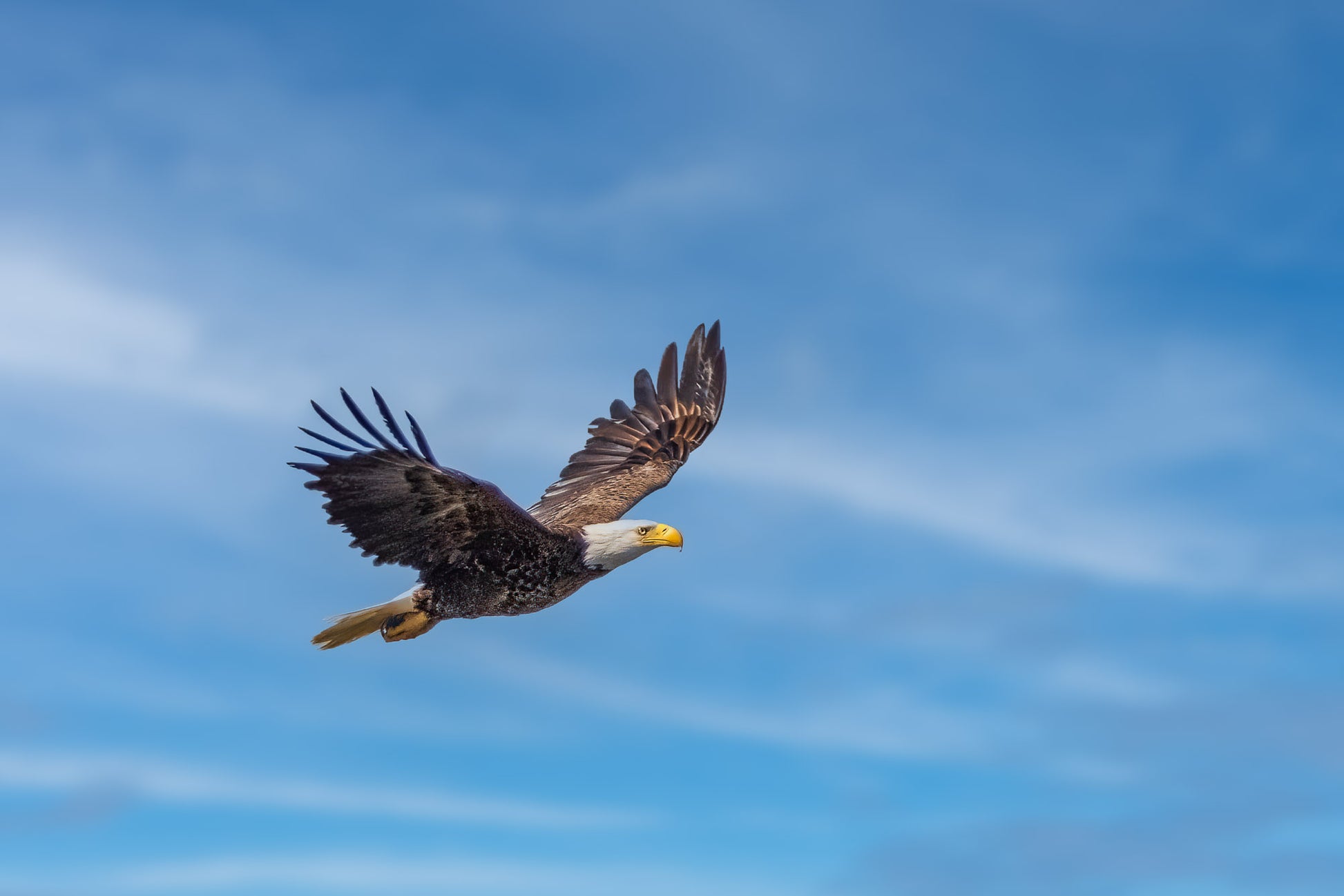 Bald Eagle in Flight I image 0