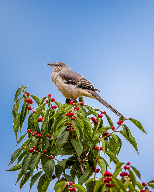 Northern Mockingbird on a Holly Branch image 0
