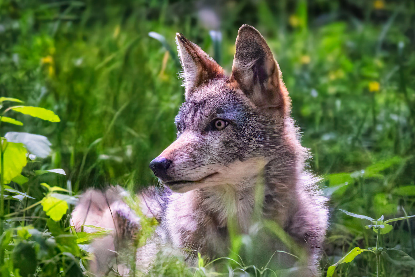 Coyote Pretty image 0