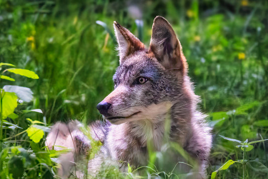 Coyote Pretty image 0