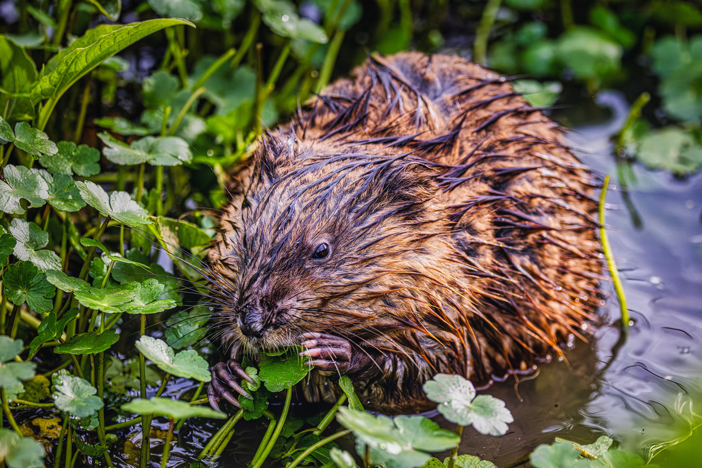 Lunch Date in Huntley Meadows image 0