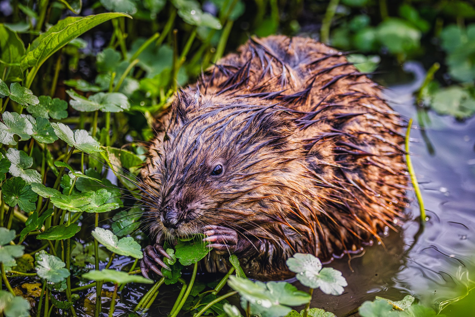 Lunch Date in Huntley Meadows image 0