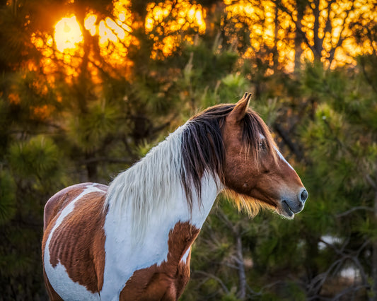 Wild at Sundown image 0