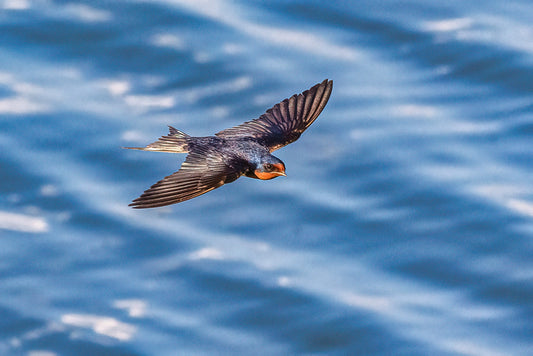 Barn Swallow on the Lake image 0
