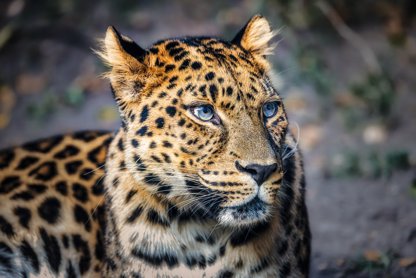Eyes of the Leopard image 0