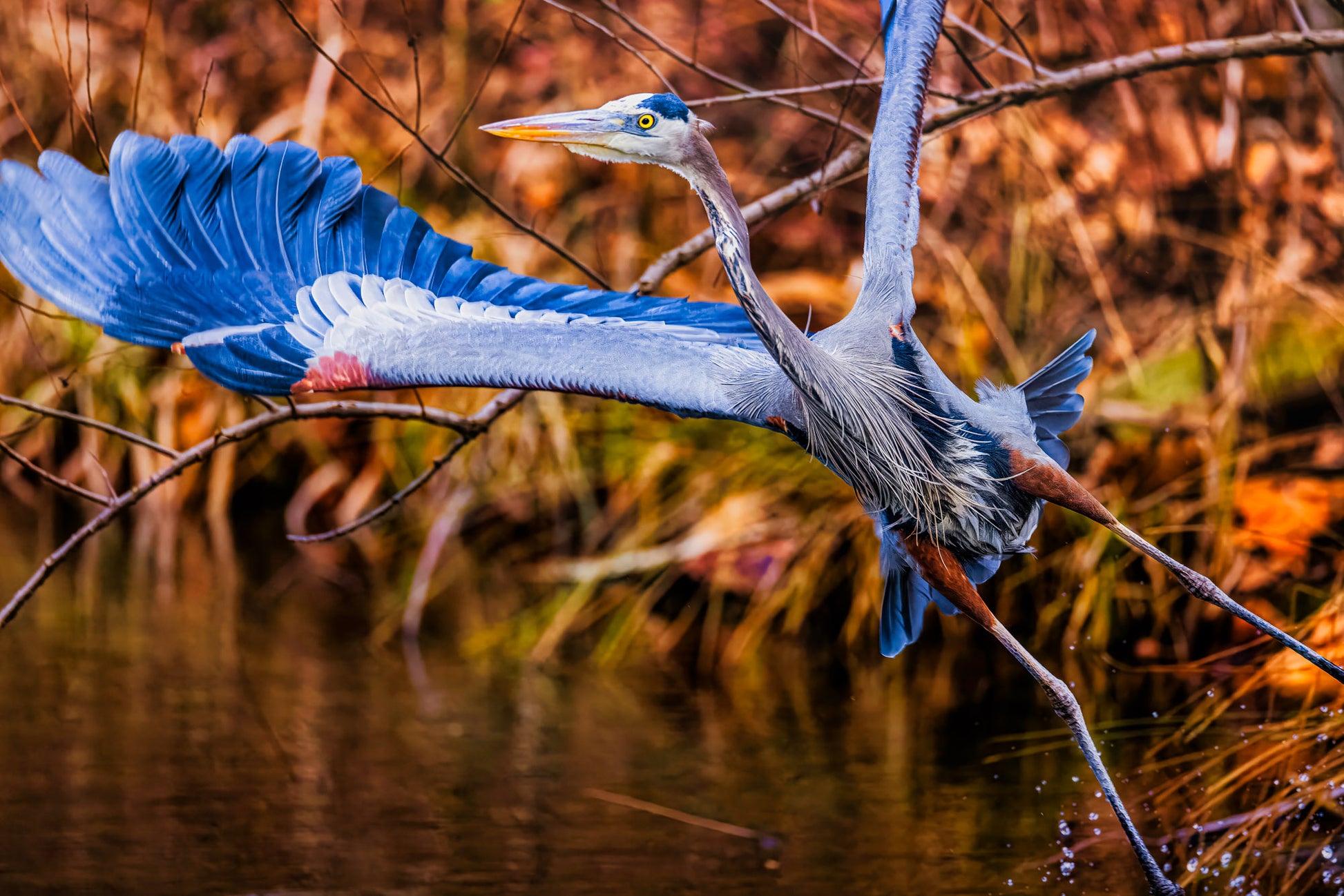 No Time to Pose, Gotta Fly image 0