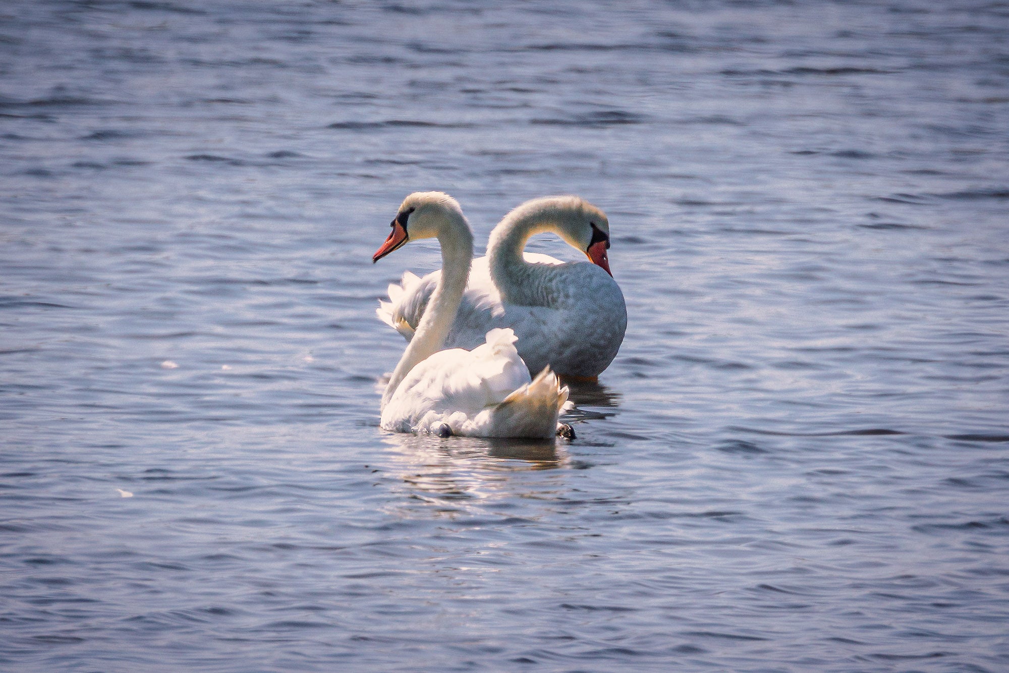 Inside You There Are Two Swans – Spiral View Photography