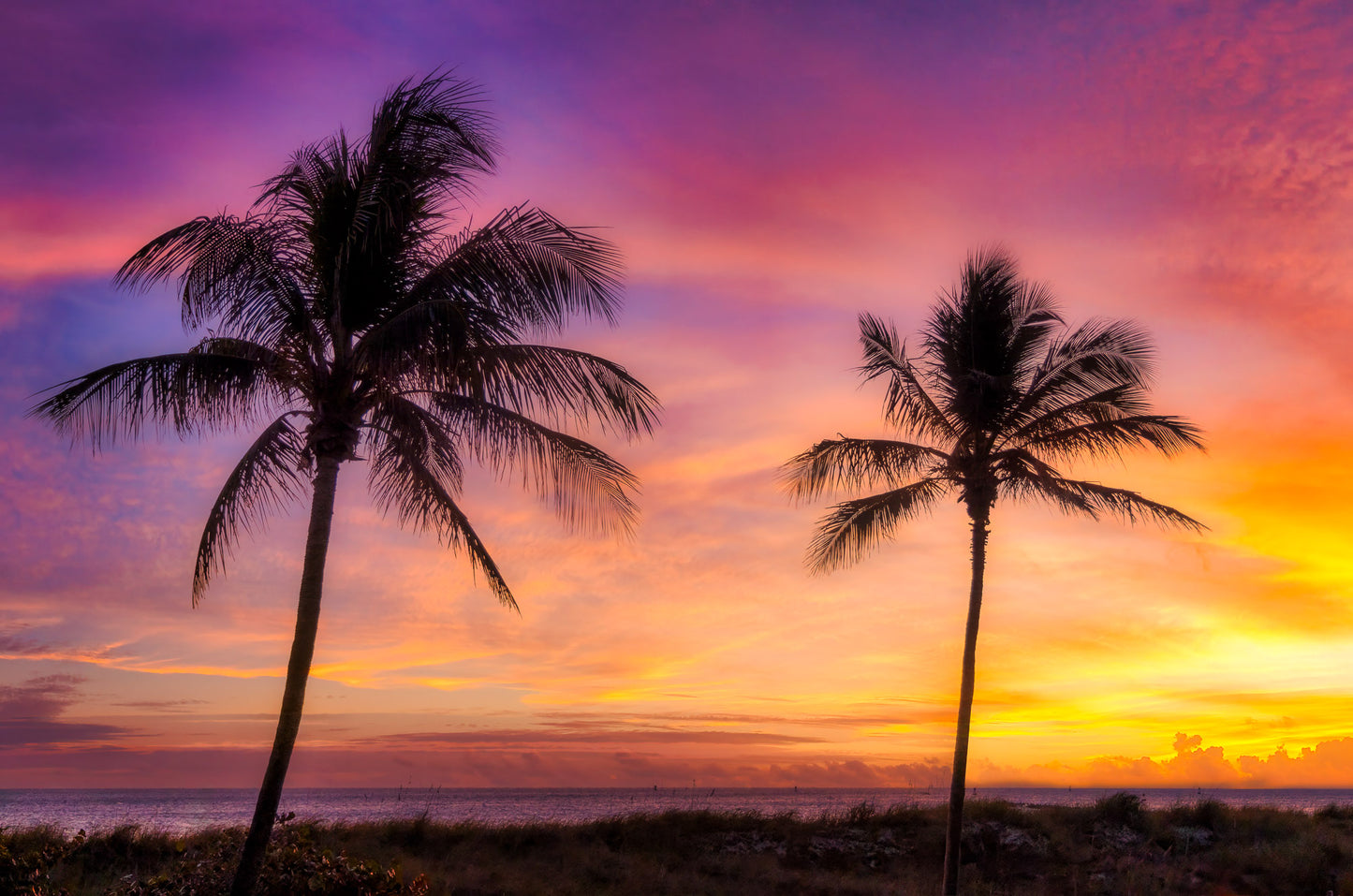 Pair of Palms at Sunrise image 0