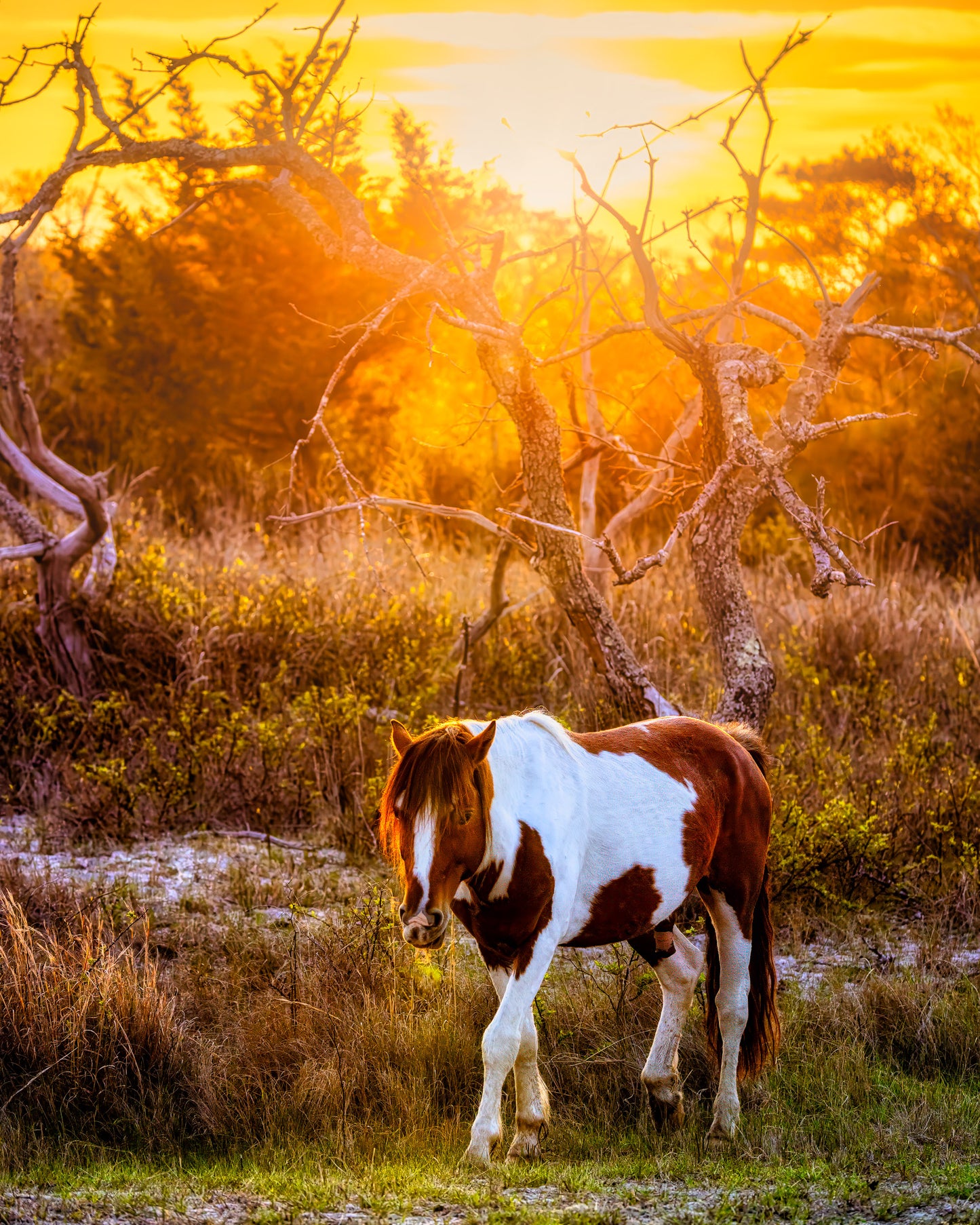 Salt, Sand, Sun and Hooves image 0
