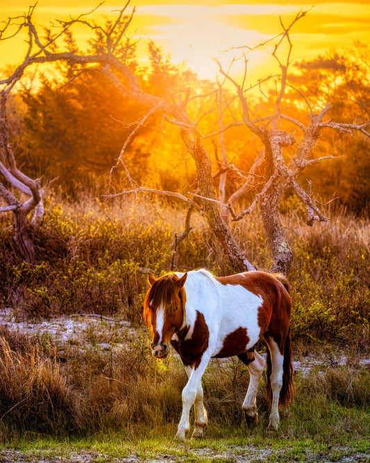 Salt, Sand, Sun and Hooves image 0