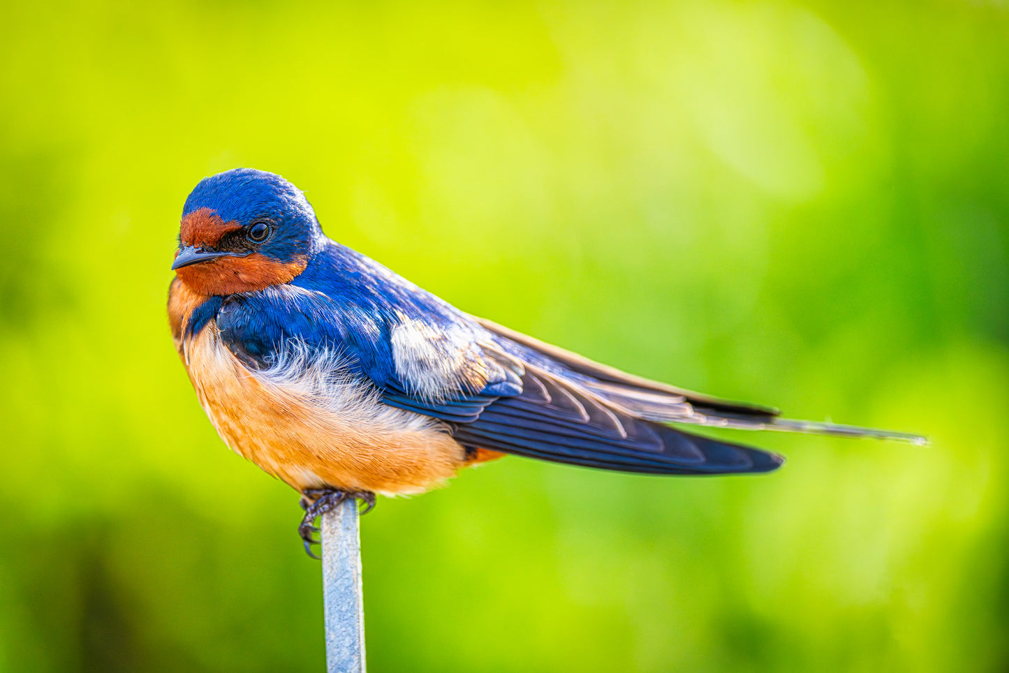Barn Swallow at Rest image 0