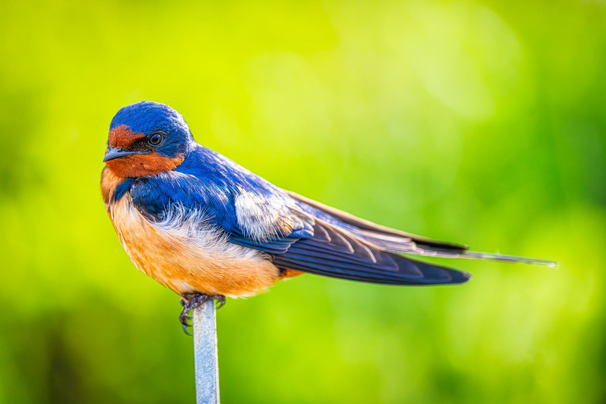 Barn Swallow at Rest image 0