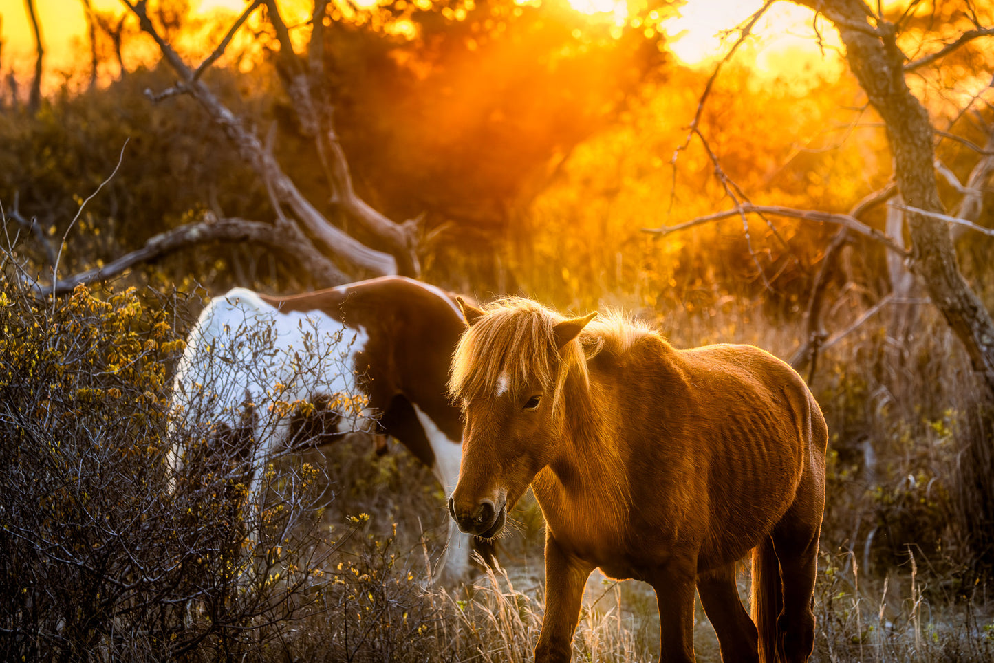 Wild Horses of Assateague Island image 0