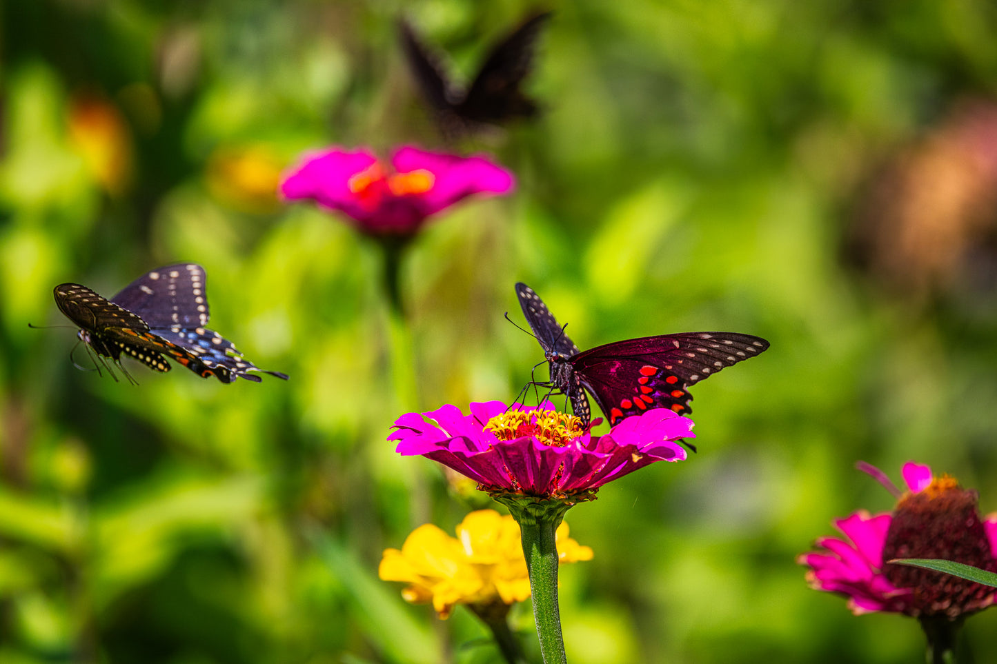 Three Black Swallowtails image 0