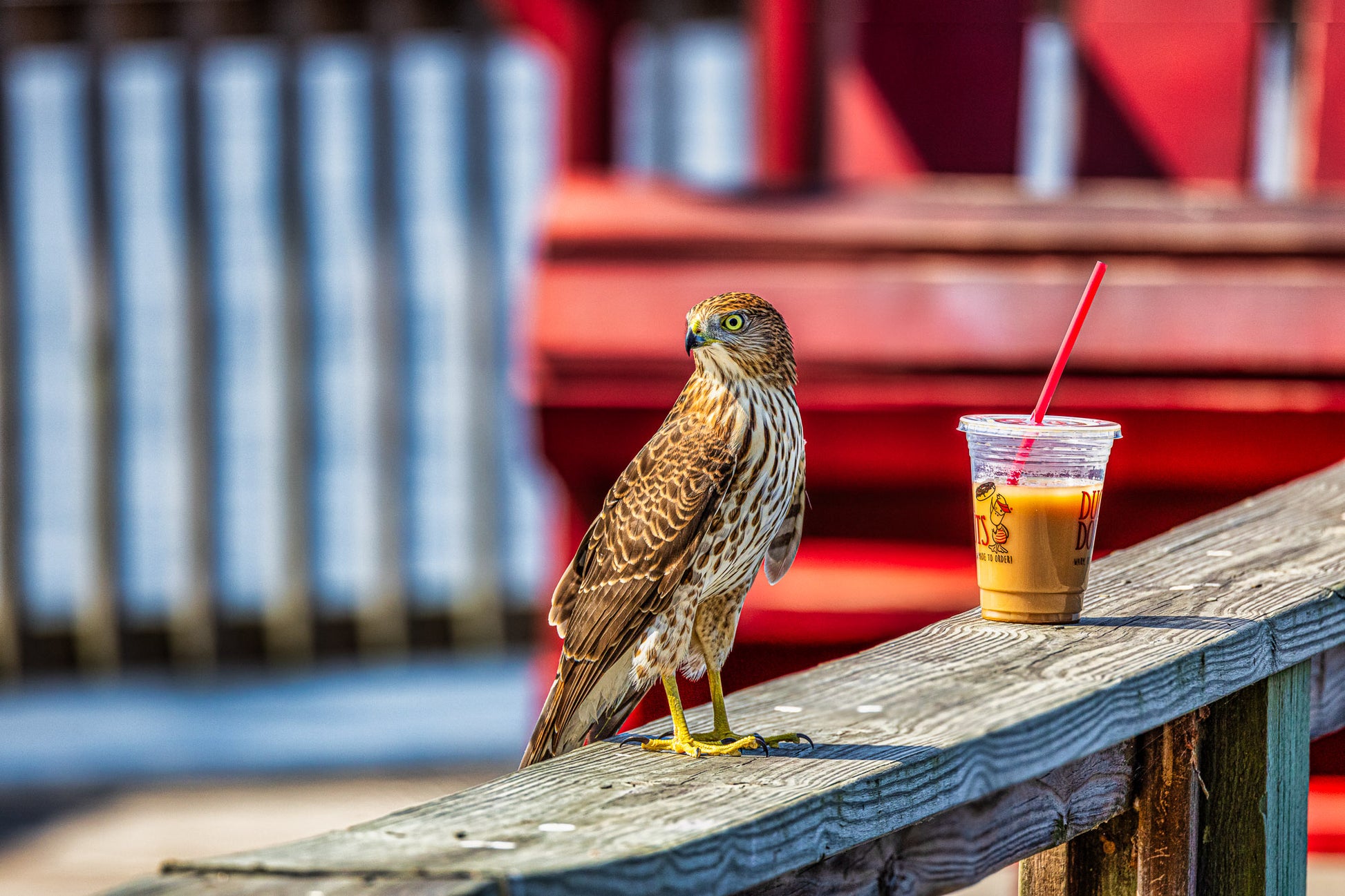 Don’t even Hawk to me until I’ve had my Iced Coffee image 0