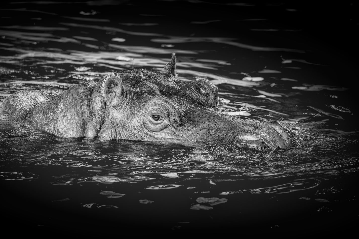 The Tip of the Hippo image 0