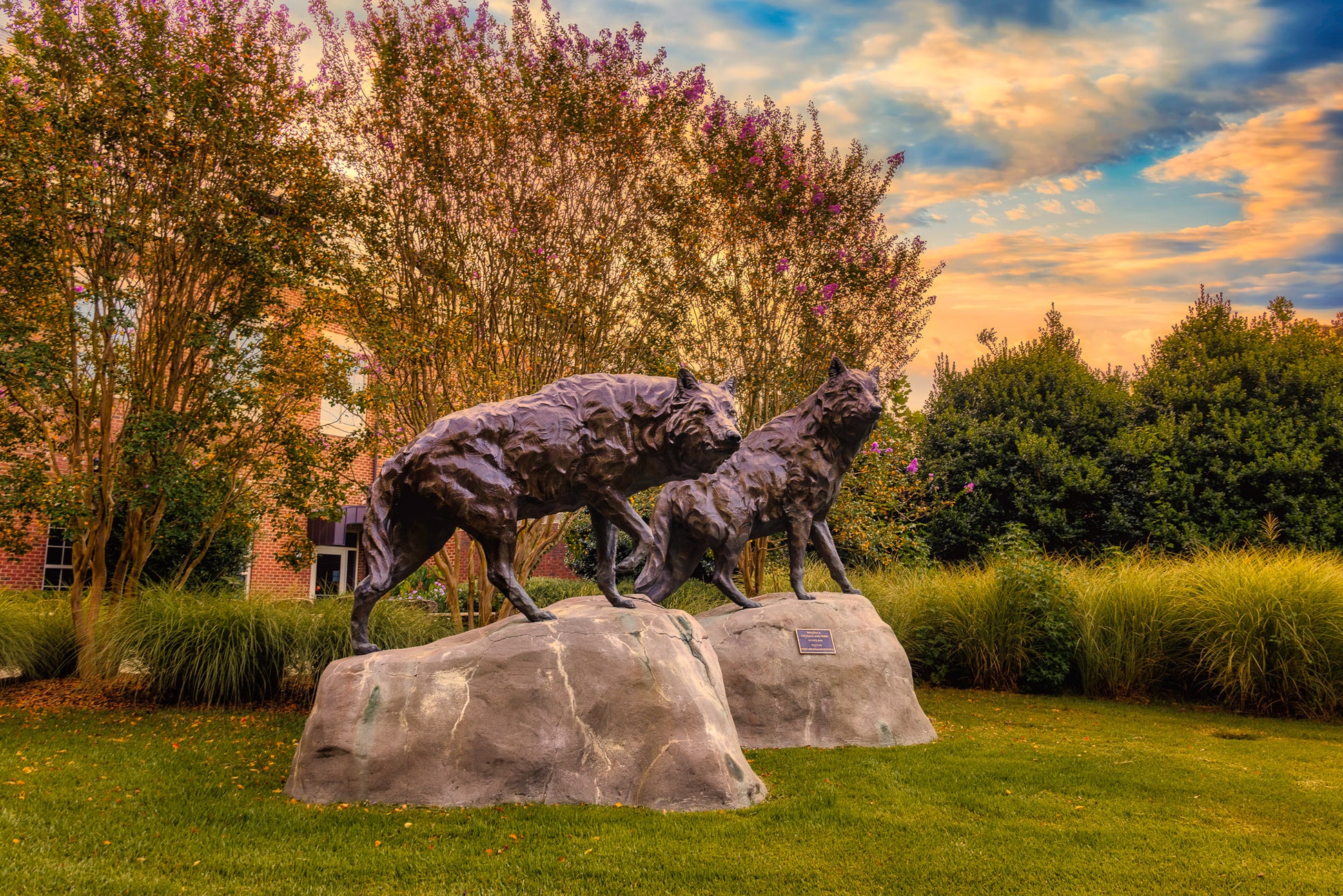 A Couple Wolves Waiting for their Pack image 0