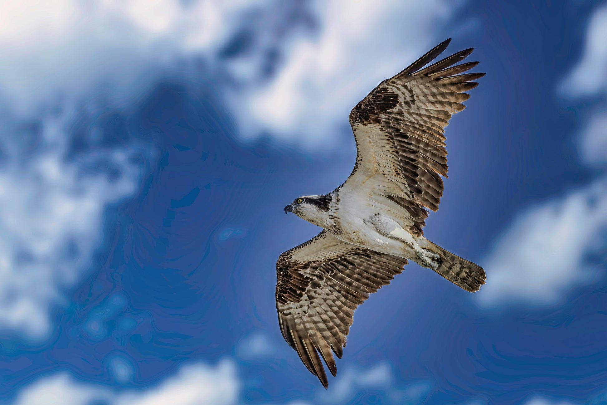 Ocean City Osprey image 0