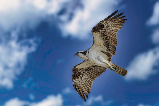 Ocean City Osprey image 0