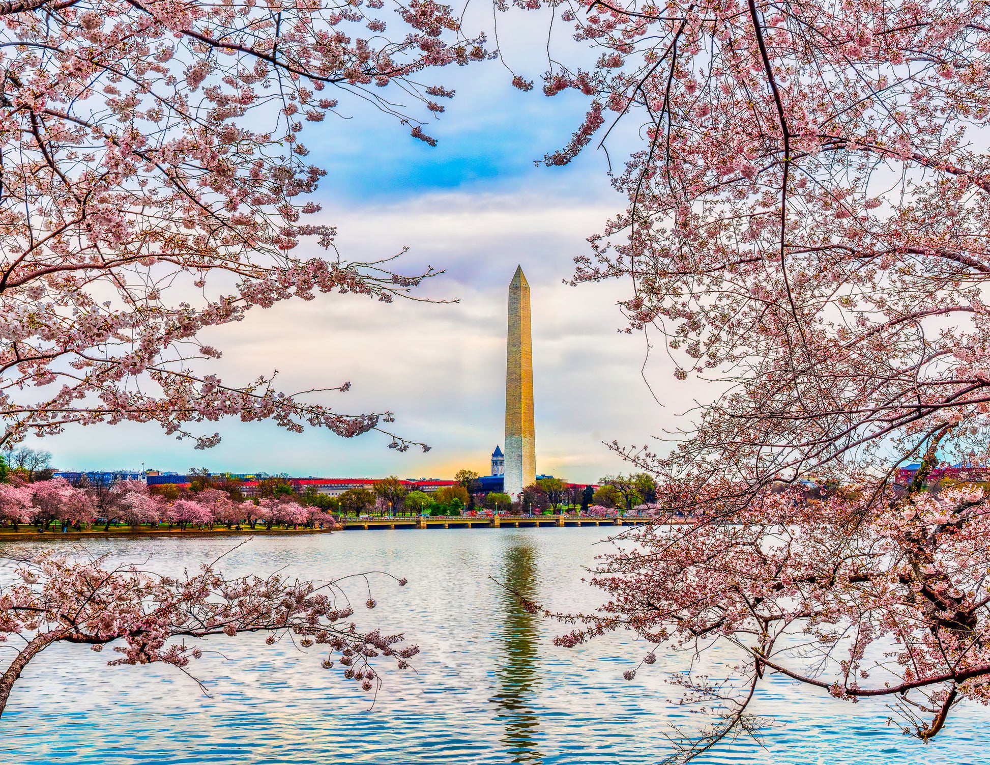 Washington Monument through the Cherry Blossoms image 0
