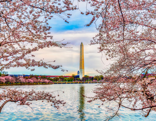 Washington Monument through the Cherry Blossoms image 0