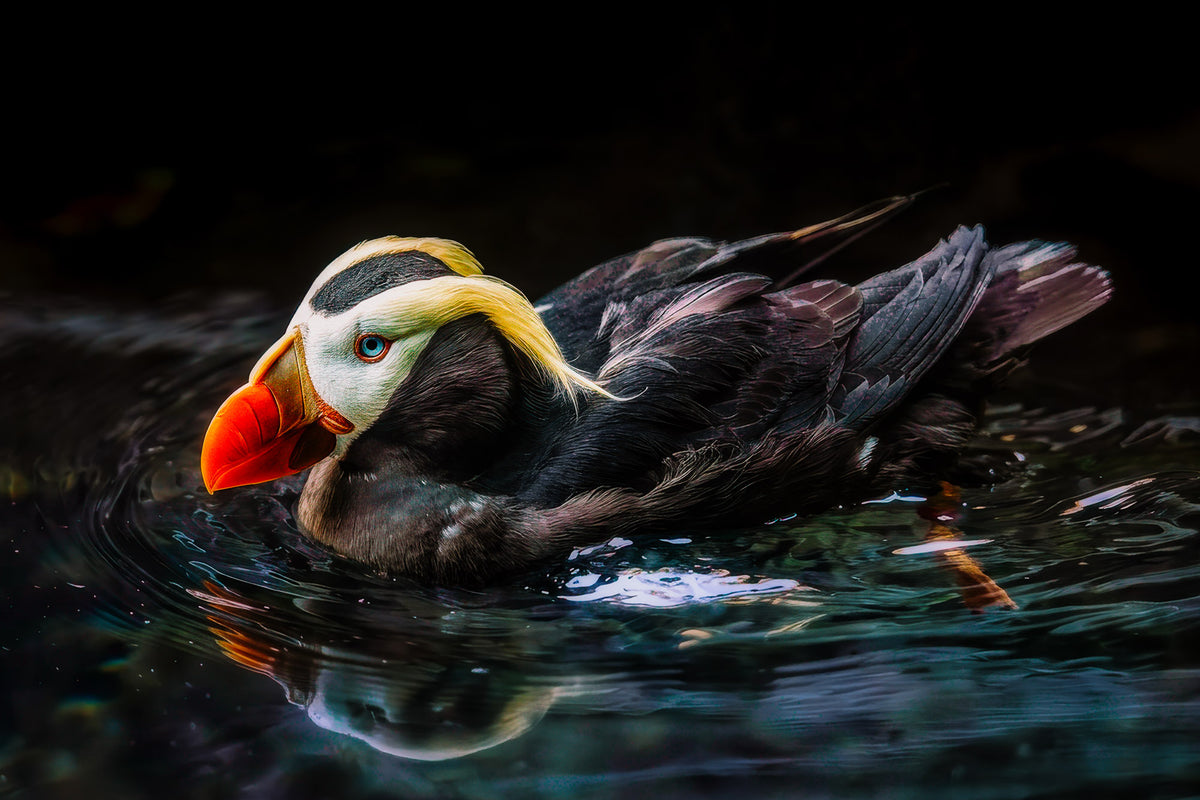 Close-up portrait of a tufted puffin with a bright orange bill, blue eye, white face, and golden breeding plumes swimming in dark water near Seattle, Washington.
