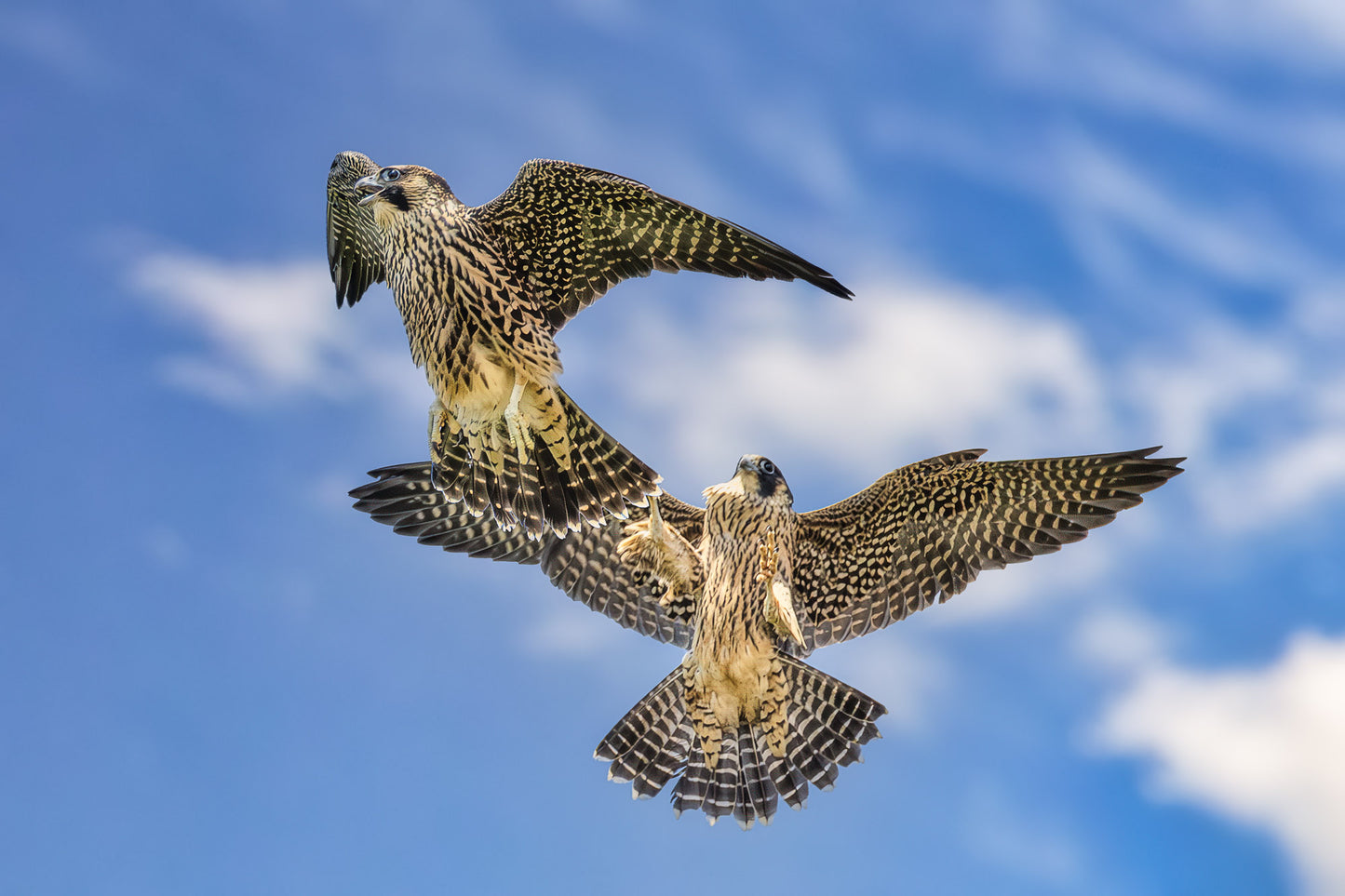 Footsies in Flight image 0