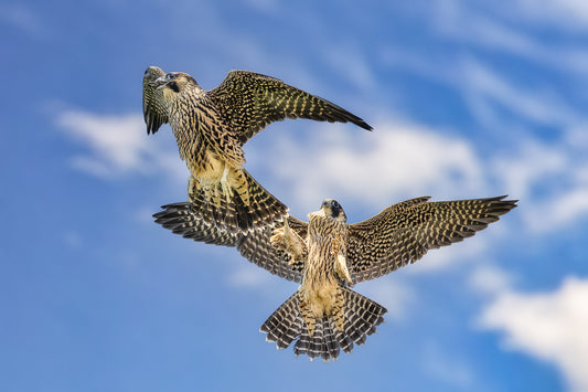 Footsies in Flight image 0