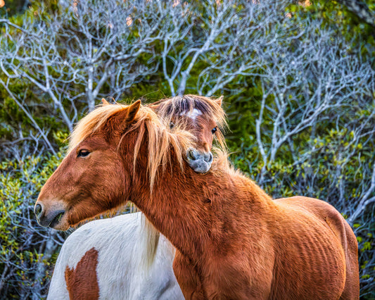 Chomp and Circumstance image 0