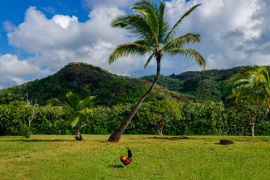 Hawaiian Mountain Landscape, Side of Chicken image 0