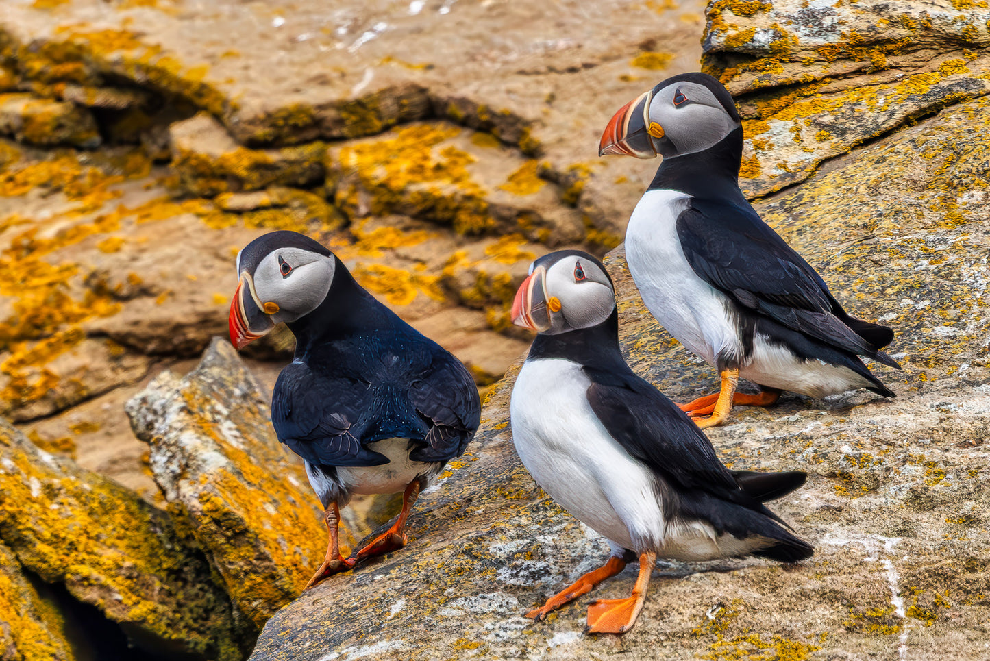 Puffin Patrol image 0