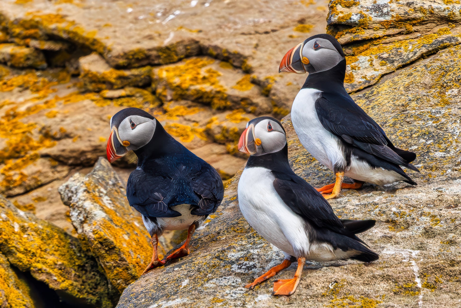 Puffin Patrol image 0
