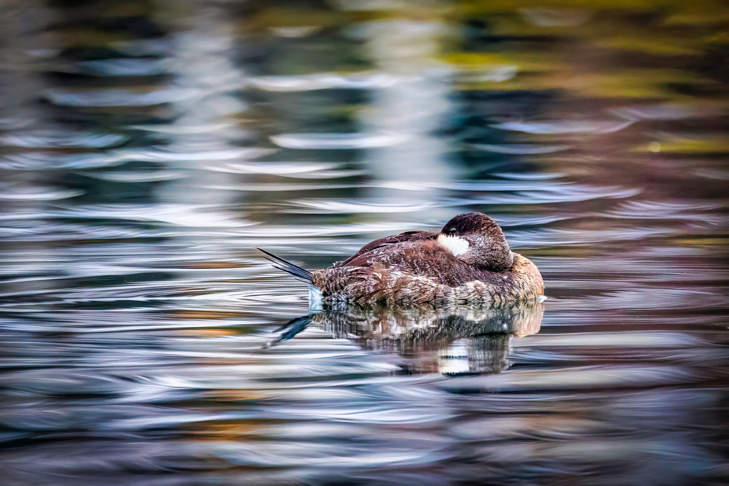 Bufflehead on a Baffling Background image 0