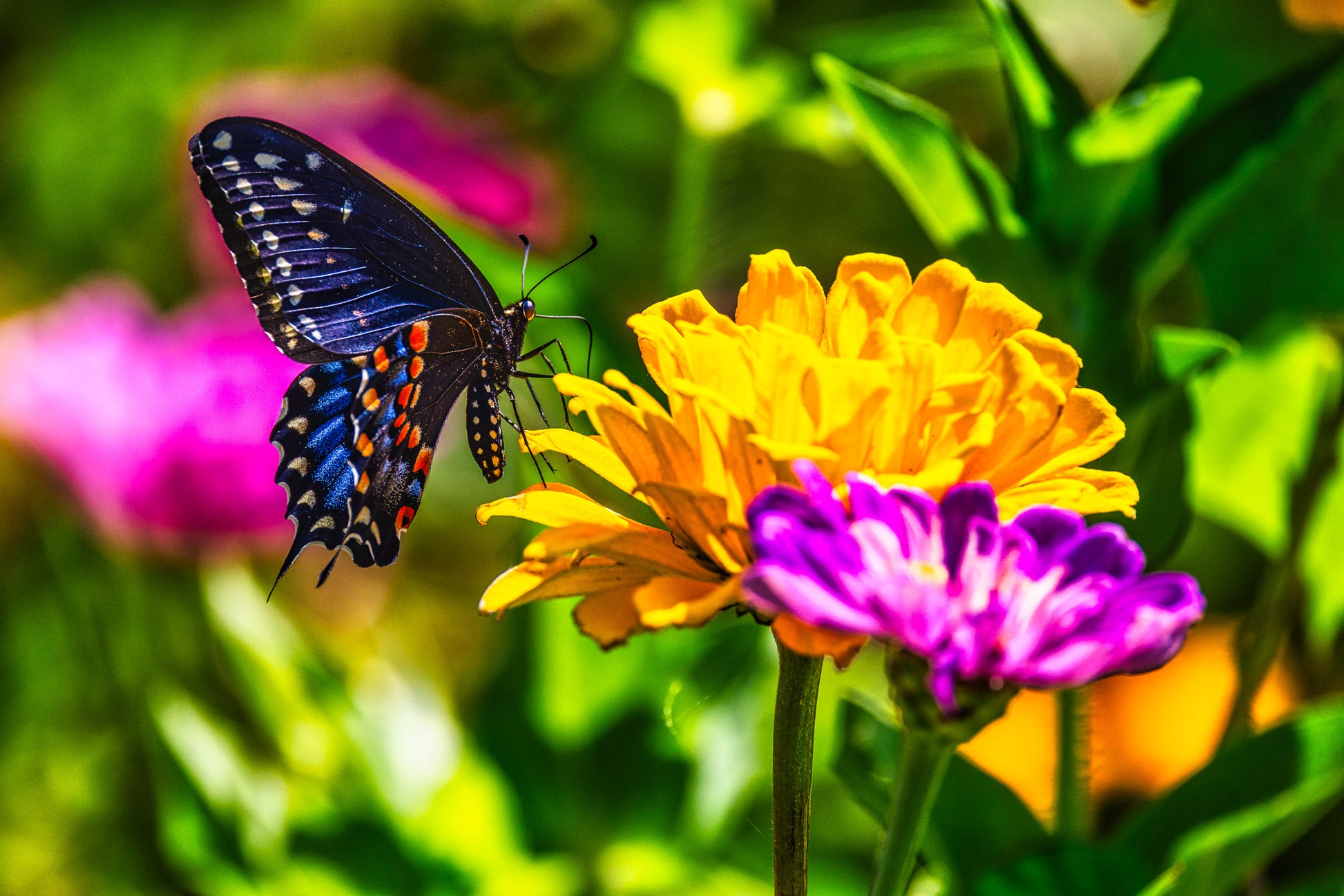 Black Swallowtail on a Yellow Flower image 0