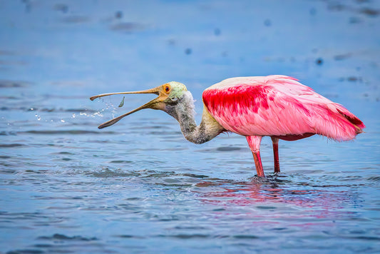 Catching Dinner with a Roseate Spoonbill image 0