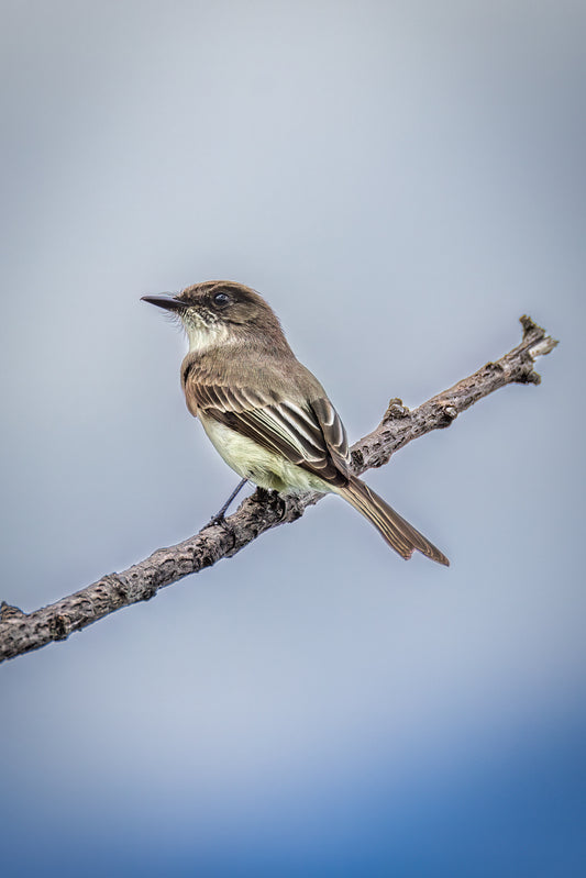 Eastern Phoebe on a Bare Branch image 0