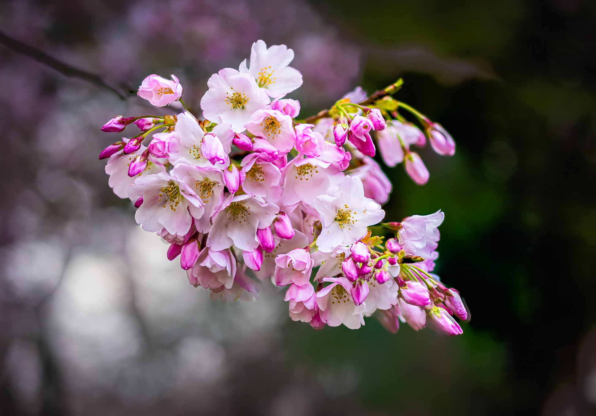 Flowers Worth Celebrating image 0