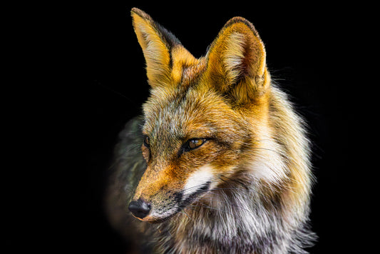 Fox in the Dark image 0