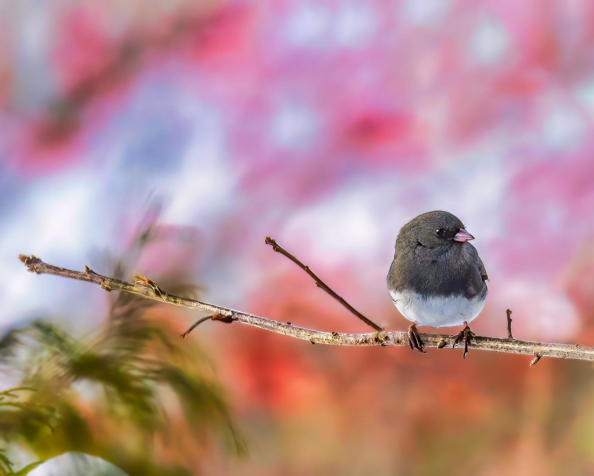 Dark-eyed Junco against a Great-o Pink Background image 0