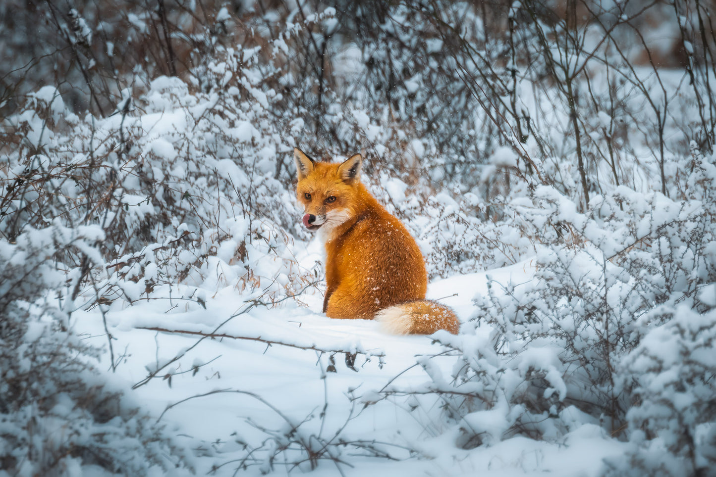 Fox in the Snow image 0