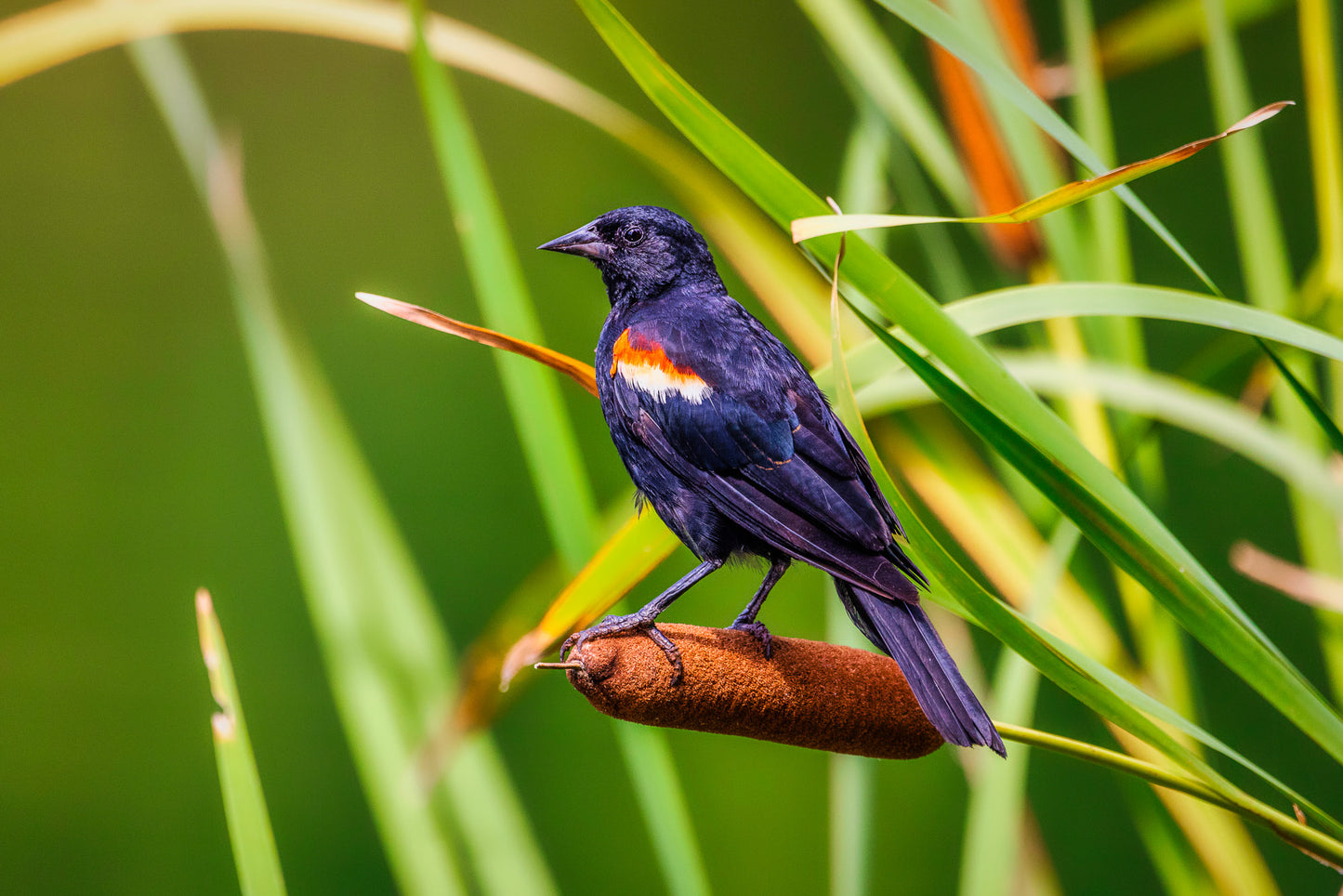 Red Wings and Cattails image 0