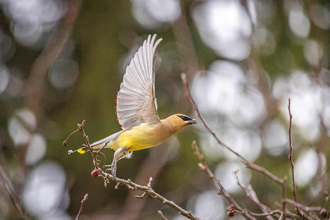 Cedar Waxwing Poetic image 0