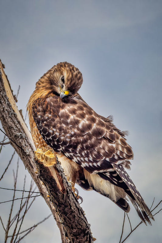 Red-Shouldered Hawk image 0