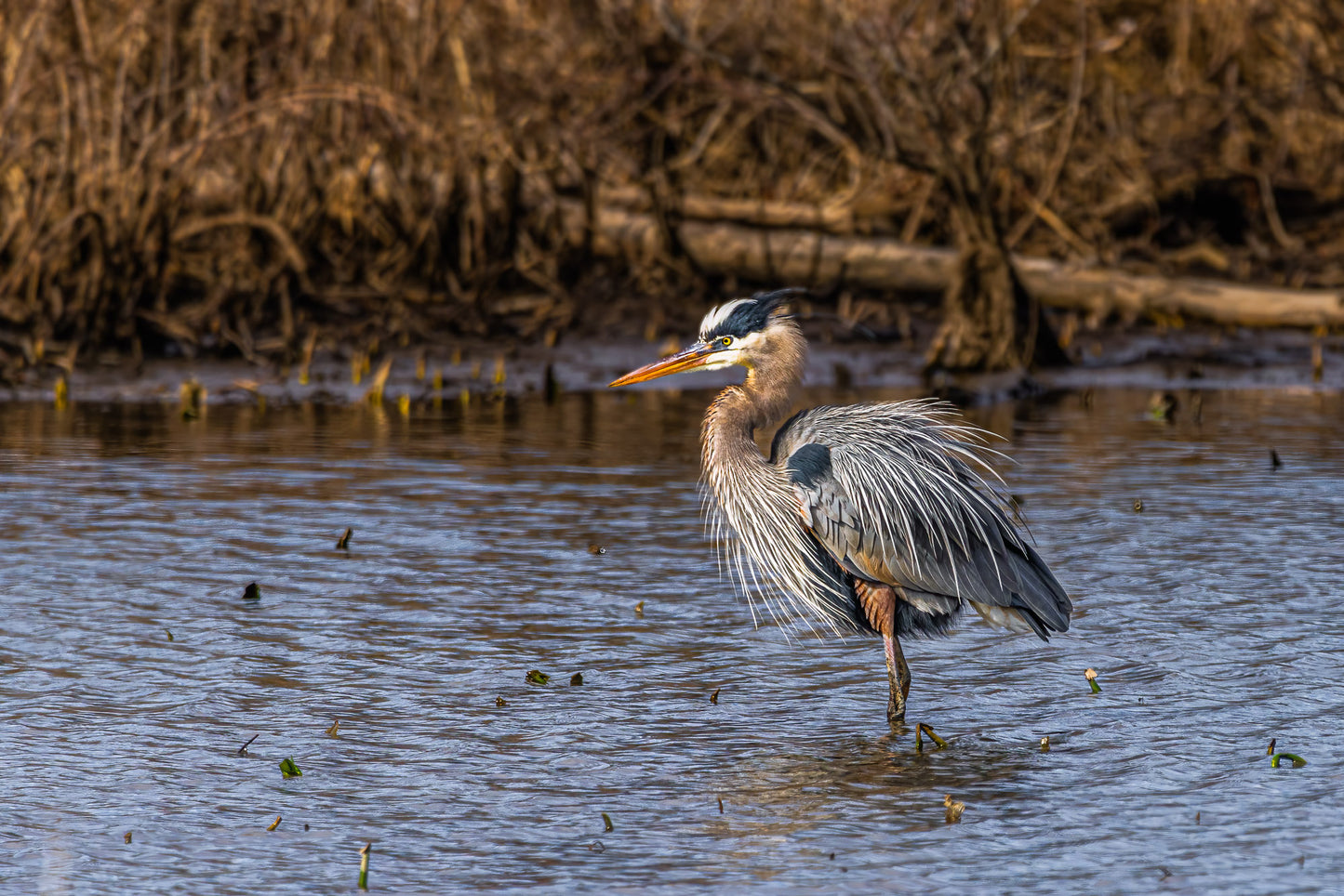 Bad Heron Day image 0
