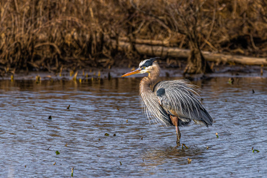 Bad Heron Day image 0