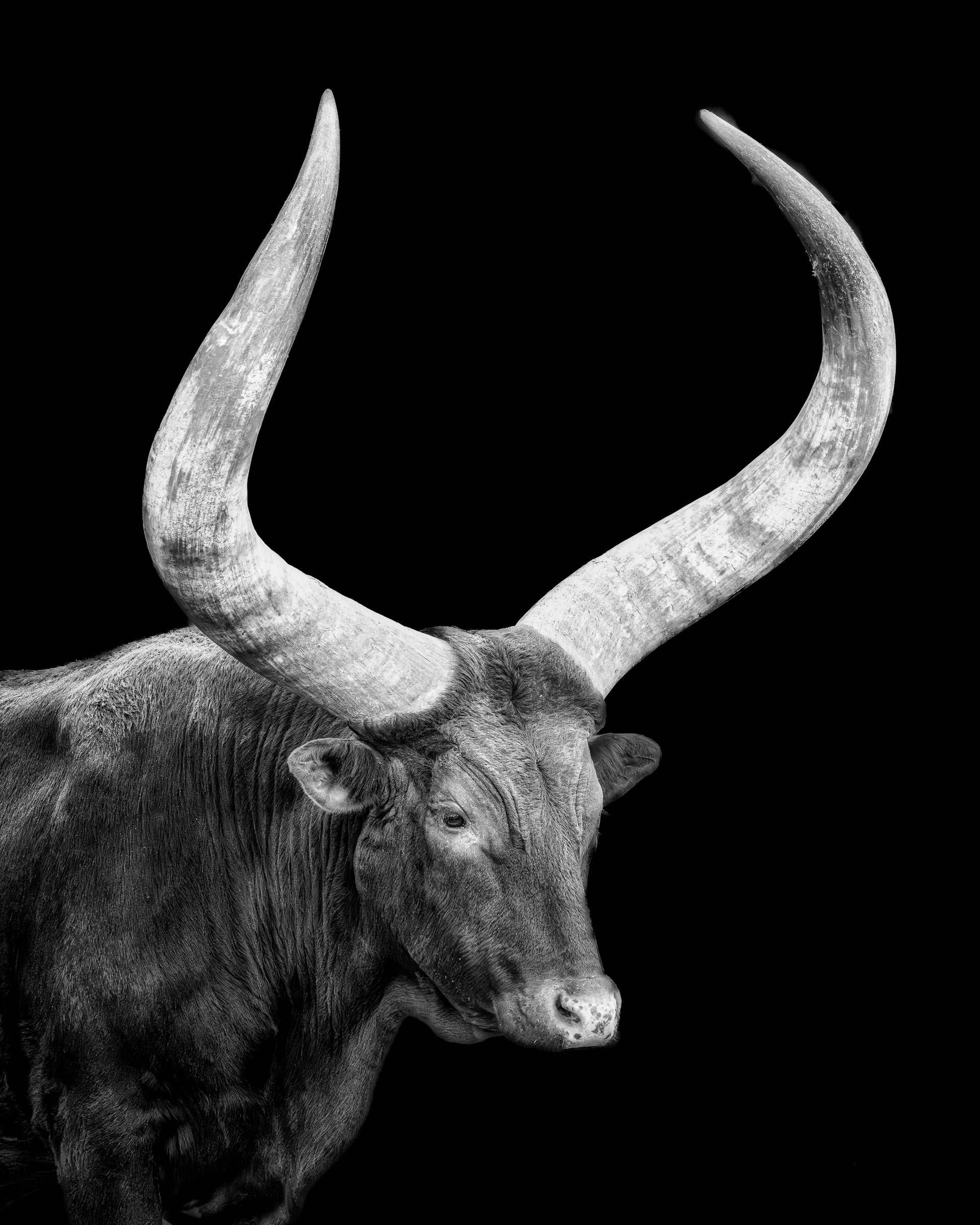 Watusi in the Dark image 0