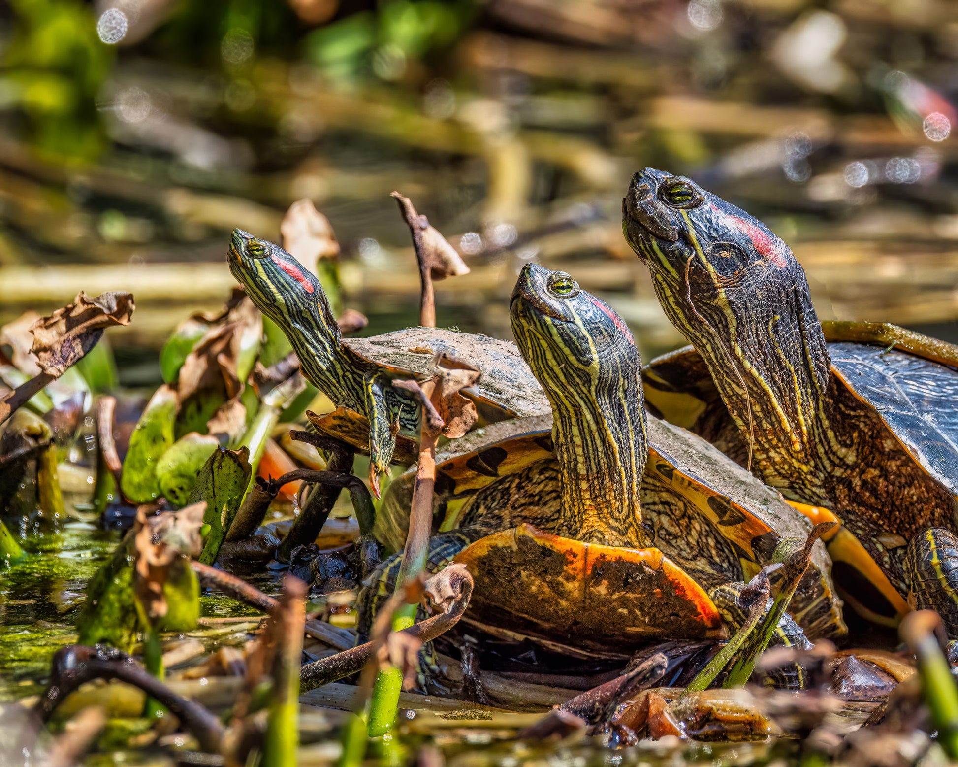 The Turtle Family image 0